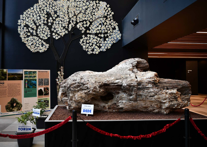 Türkiye'nin en büyük fosil ağacı Beylikdüzü'nde