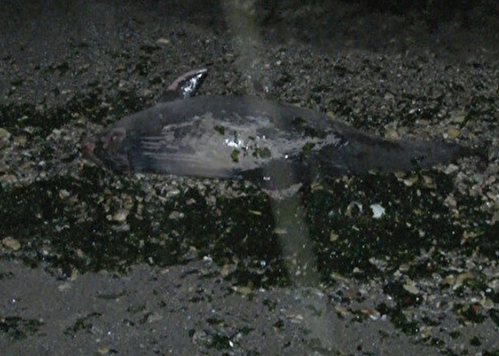 Yeşilköy'de yunus balığı kıyıya vurdu